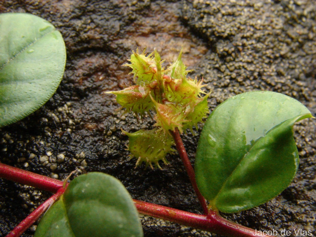 Indigofera nummulariifolia (L.) Livera ex Alston